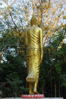 back of golden buddha statue