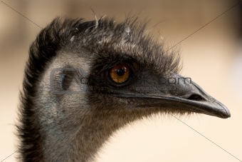 Emu profile