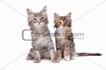 Maine Coon kittens