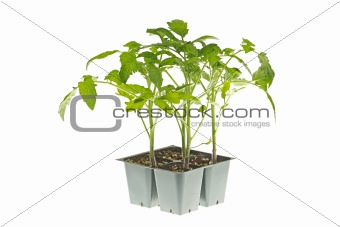 Tomato seedlings ready for transplanting