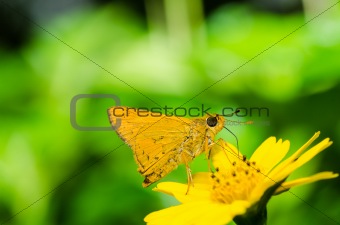 butterfly macro in green nature