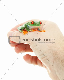 Pet Tree Frog