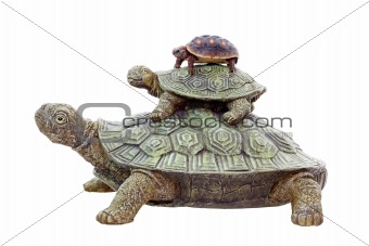Red Footed Tortoise on Top