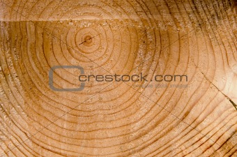 Background cut tree trunk age sign closeup macro 