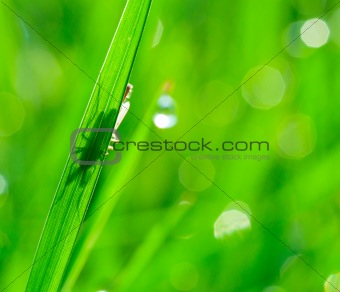 Breen grass background close up on white background