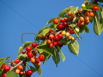 branch with cherries
