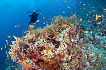 Underwater photographer on a tropical reef