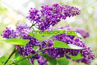 Close up of lilac branches