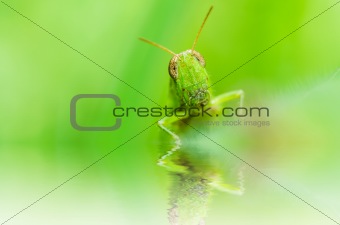 grasshopper macro in green nature 
