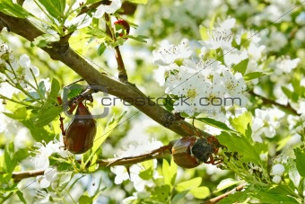 Chafer beetles on flowering hawthorn tree