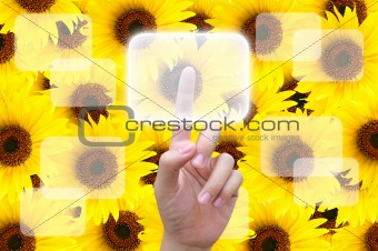 hand pushing button on sunflower background