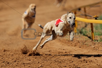 Sprinting greyhound