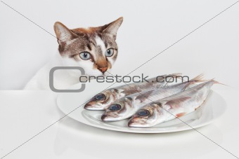 A hungry cat looking at fish in the kitchen.