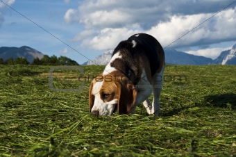 Beagle dog sniffing around