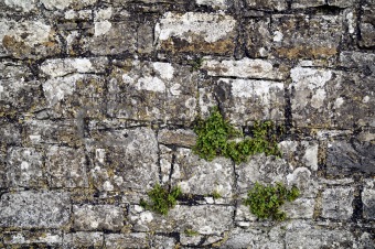 Stone wall fragment