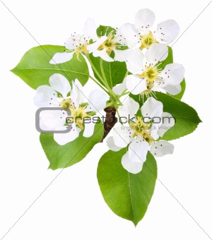 Branch of apple tree with leaf and flowers