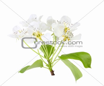 Branch of apple tree with leaf and white flowers