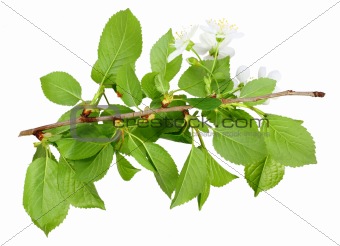 Branch of plum tree with green leaf and flowers