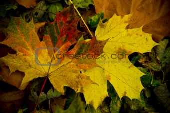 15 - Colorful autumn leaves