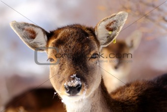 deer calf