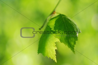 Birch leaves