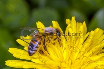 Bee apis mellifica