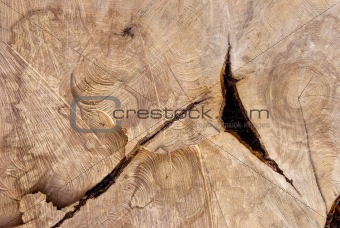 Cutting texture of old tree.
