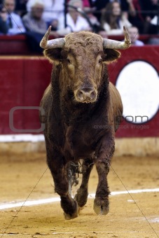 front bull