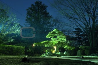 night garden