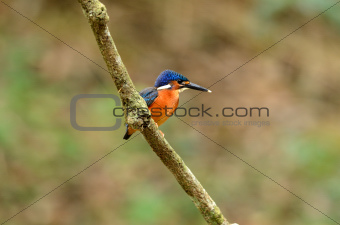 blue-eared kingfisher
