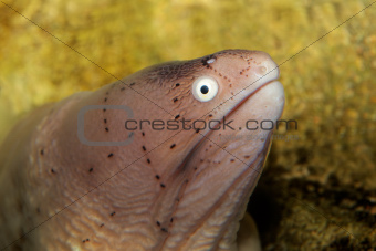 Geometric moray eel