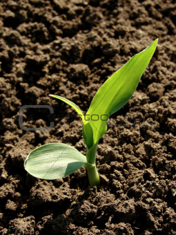 corn seedling
