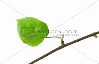 Dry branch with leaf