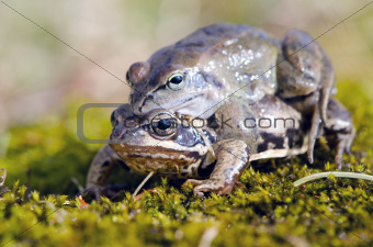 Frog mating time in spring. 
