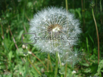 Dandelion fluffy seeds