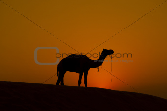 Lonely camel