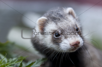Ferret face with dirty nose looking somewere