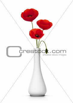 delicate poppies over white