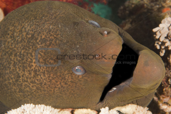 Closeup of giant moray eel