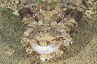 Closeup of crocodilefish head