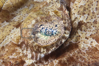 Extreme closeup of crocodilefish eye