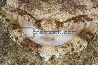 Closeup detail of crocodilefish mouth