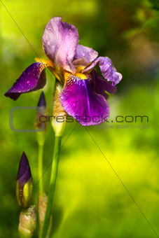 Purple German Iris or Iris germanica