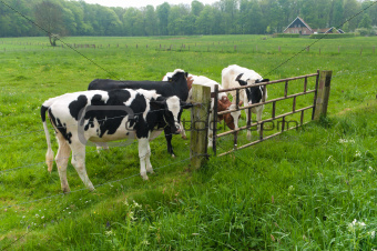 frisian cows