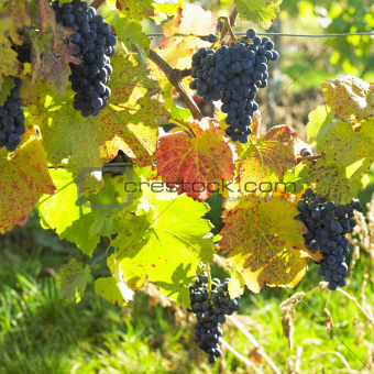 grapevines in vineyard (frankovka), Czech Republic