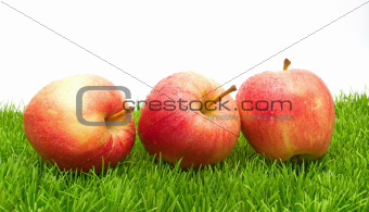 Red Apples on Grass			