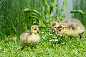 3 geese chicks