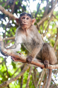 Rhesus Macaque - Macaca mulatta