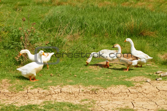 Geese in the pasture