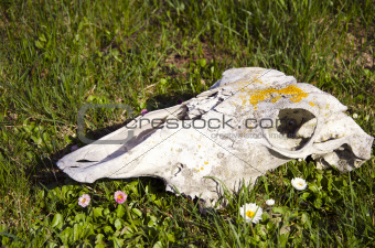 horse skull on grass and  flowers